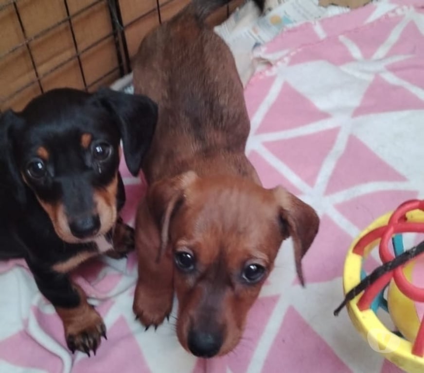 Gatos en Venta Valparaíso Viña del Mar - Fotos de Cachorros salchicha en venta