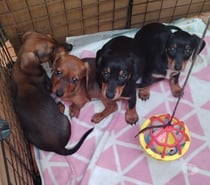 Cachorros salchicha en venta