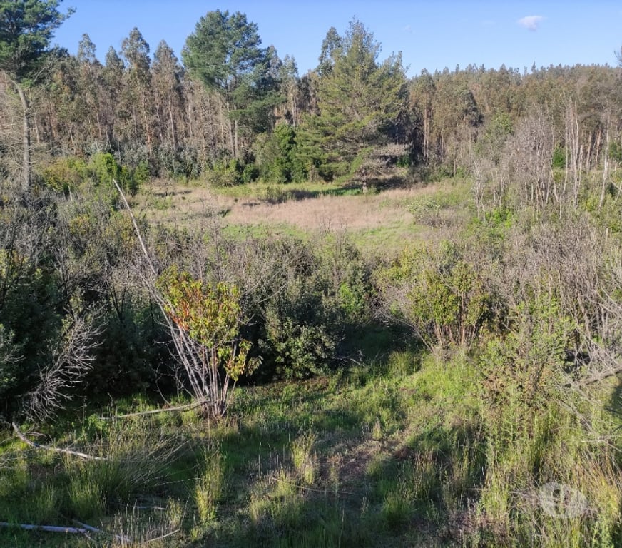 Venta de Haciendas Concepción Florida - Fotos de 17.7 millones media hectárea, vendo paño completo, 1.7 has