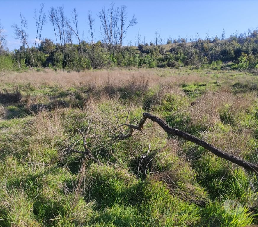 Venta de Haciendas Concepción Florida - Fotos de 17.7 millones media hectárea, vendo paño completo, 1.7 has