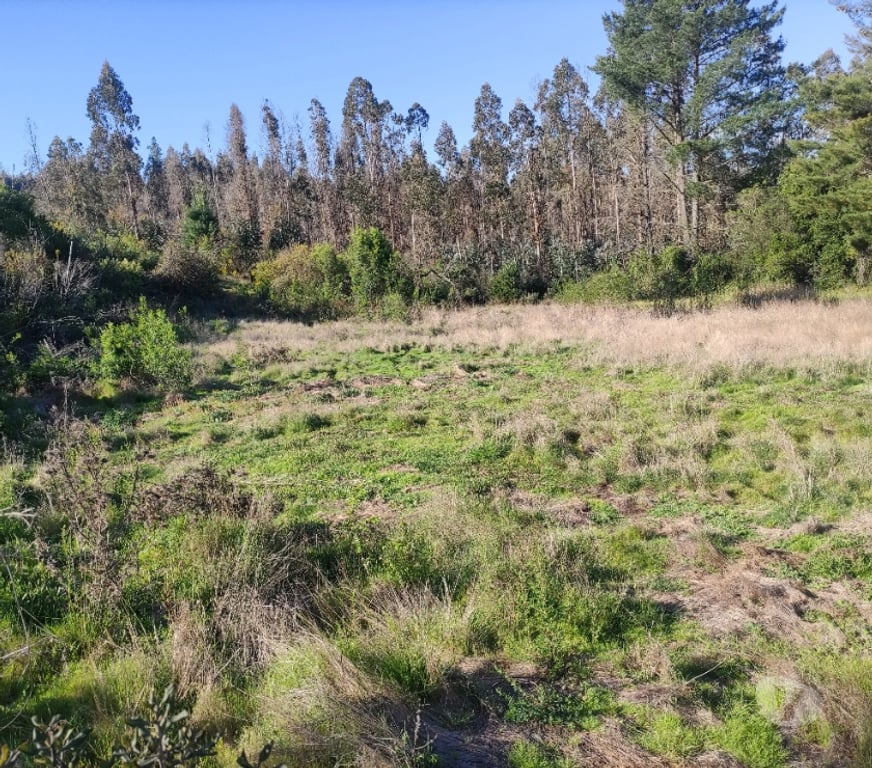 Venta de Haciendas Concepción Florida - Fotos de 17.7 millones media hectárea, vendo paño completo, 1.7 has