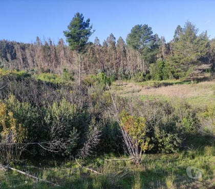 Venta de Campos Florida Concepción - Fotos de 17.7 millones media hectárea, vendo paño completo, 1.7 has