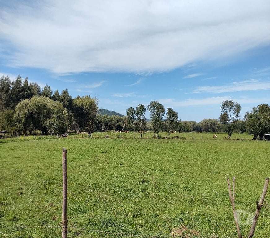 Venta de Haciendas Talca San Clemente - Fotos de Campo agrícola en San Clemente corralones un dueño