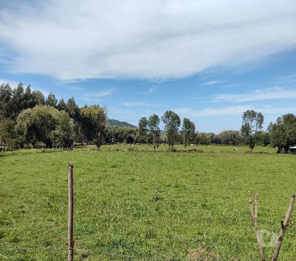 Haciendas en Venta San Clemente Talca - Fotos de Campo agrícola en San Clemente corralones un dueño