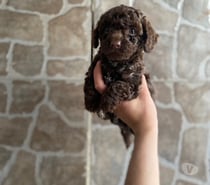 Hermosa Poodle toys chocolate