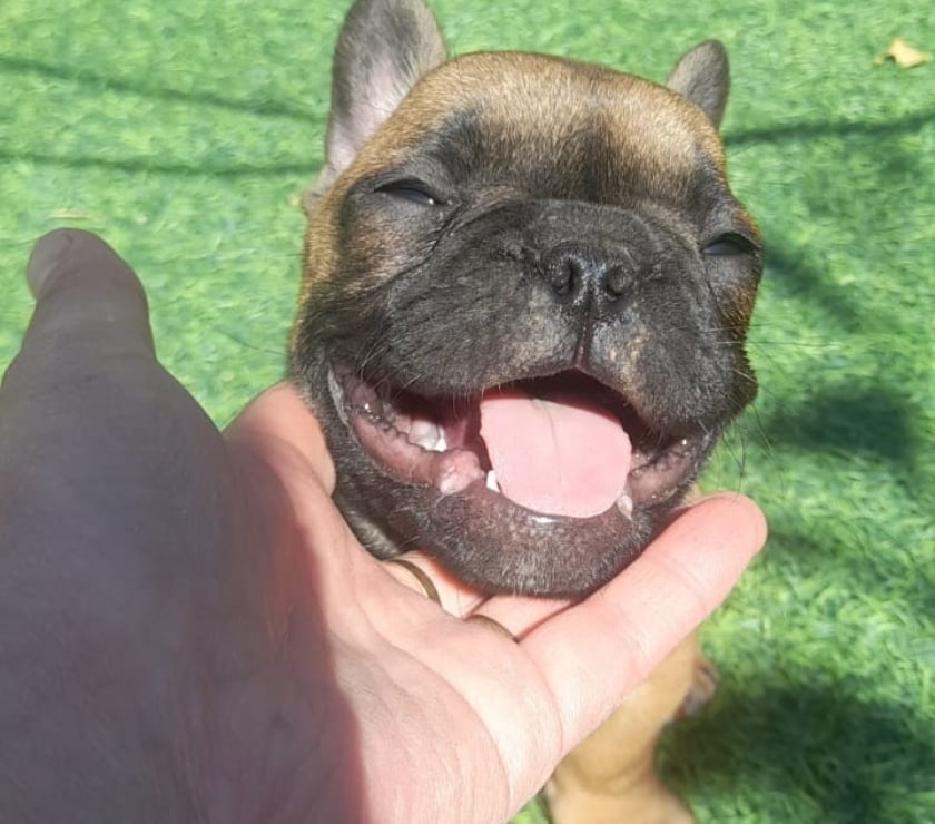 Gatos en Venta Elqui Conquimbo - Fotos de Bulldog francés cachorros 951282897