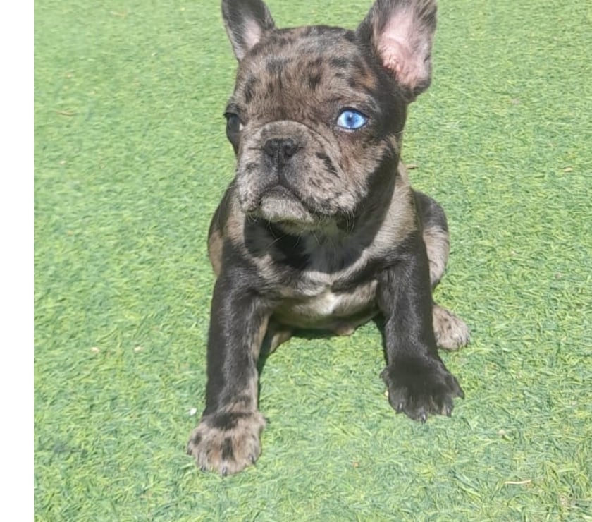 Bulldog francés cachorros 951282897