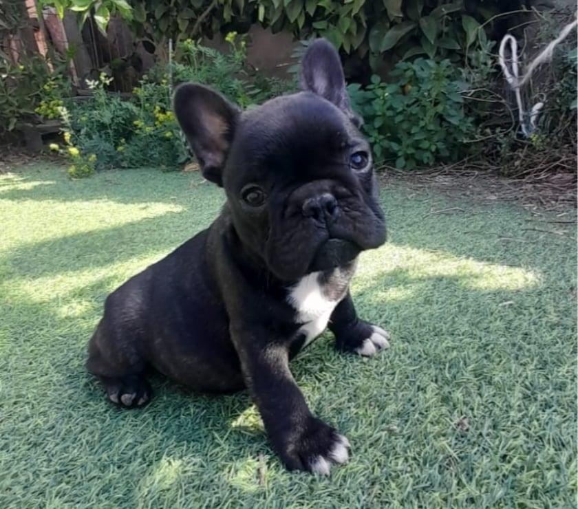 Gatos en Venta Elqui Conquimbo - Fotos de Bulldog francés cachorros 951282897