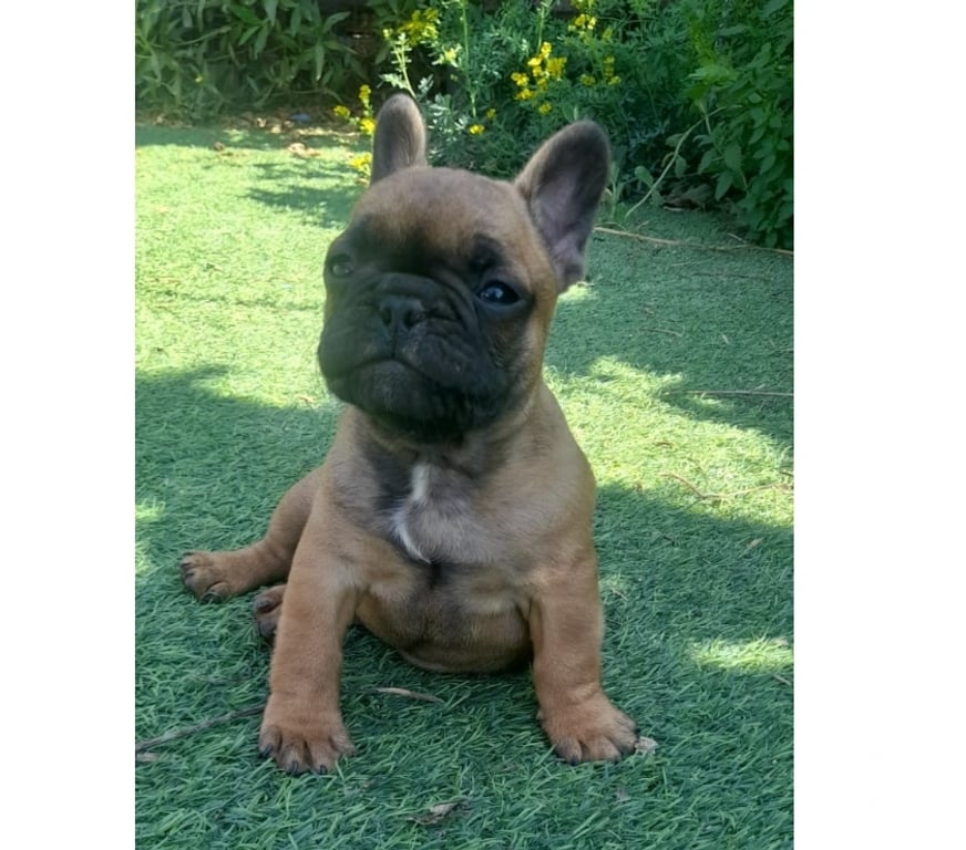 Gatos en Venta Elqui Conquimbo - Fotos de Bulldog francés cachorros