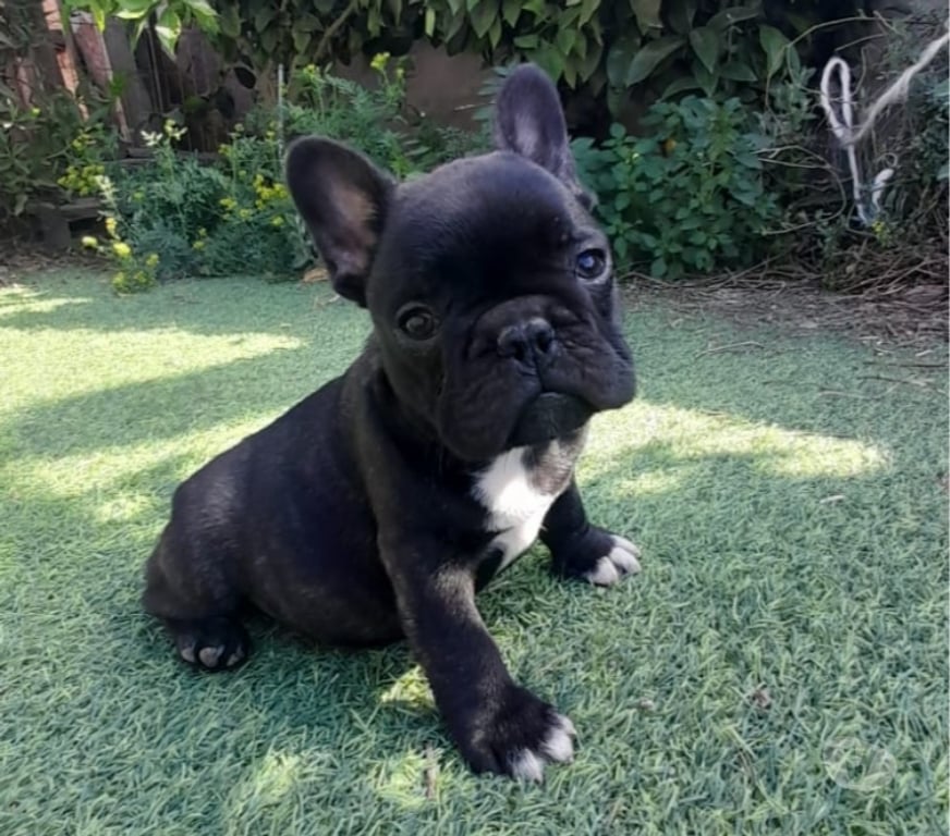 Gatos en Venta Elqui Conquimbo - Fotos de Bulldog francés cachorros