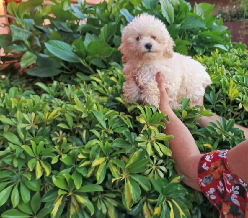 Hermoso cachorrito Poodle Toy