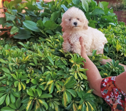 Venta de Mascotas Villa Alemana Valparaíso - Fotos de Hermoso cachorrito Poodle Toy