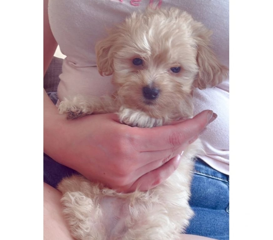 Gatos en Venta Santiago La Cisterna - Fotos de Cachorro poodle maltipoo toy $120.000 930063937