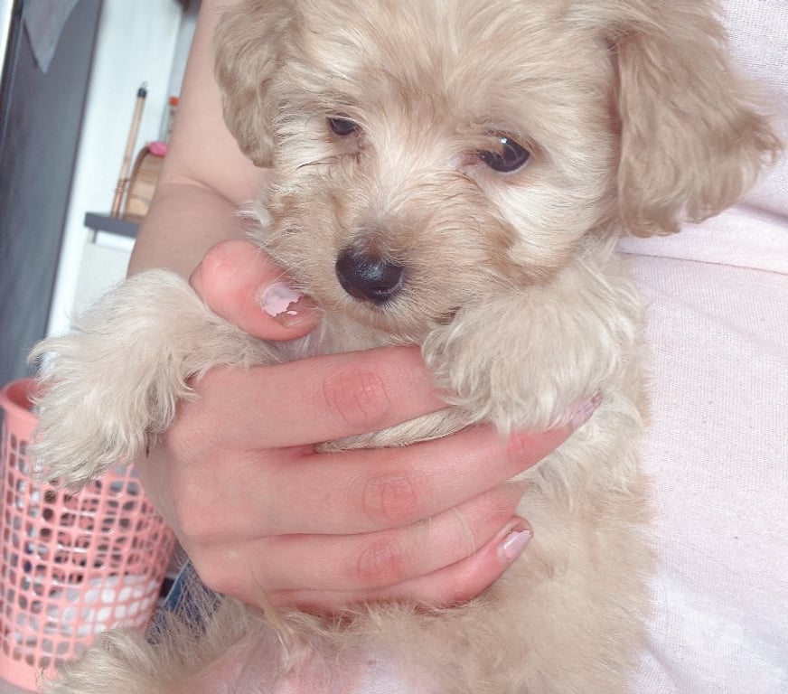 Gatos en Venta Santiago La Cisterna - Fotos de Cachorro poodle maltipoo toy $120.000 930063937