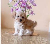 Cachorro poodle maltipoo toy $120.000 930063937