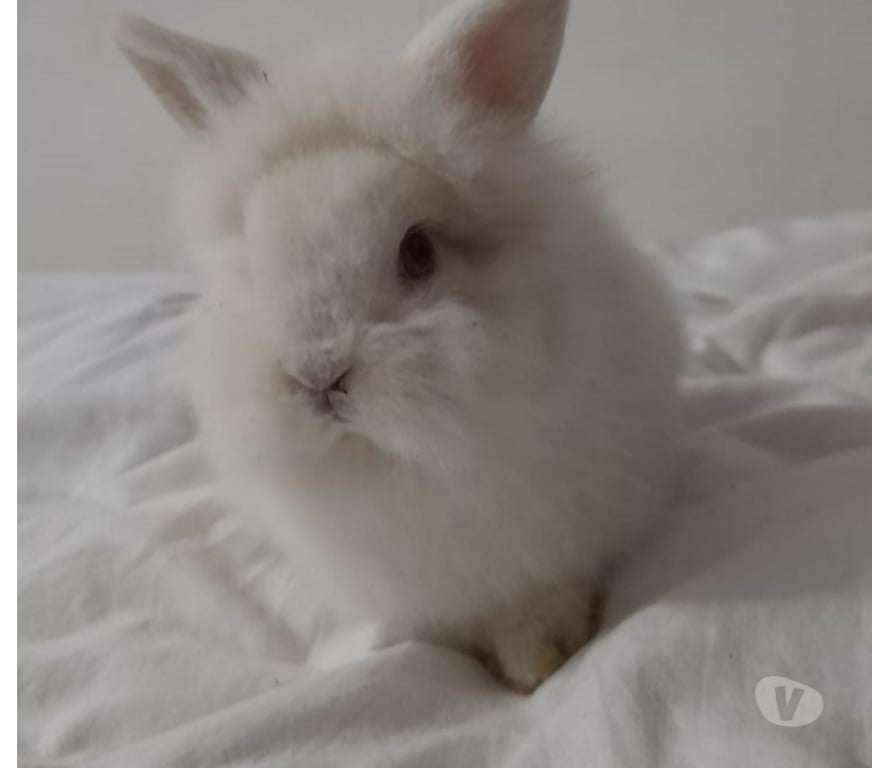 Adopción ed Animales Santiago San Miguel - Fotos de Se regalan Conejitos Cabeza de león