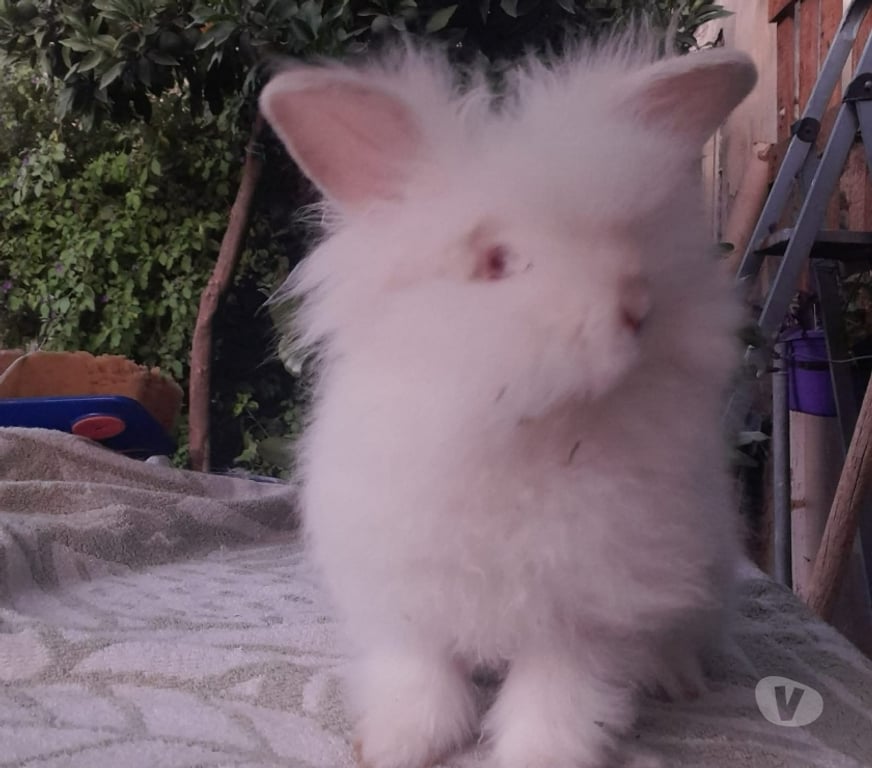 Adopción ed Animales Santiago San Miguel - Fotos de Se regalan Conejitos Cabeza de león