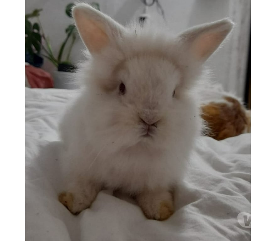 Adopción ed Animales Santiago San Miguel - Fotos de Se regalan Conejitos Cabeza de león