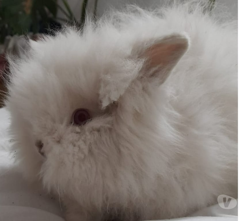 Adopción ed Animales Santiago San Miguel - Fotos de Se regalan Conejitos Cabeza de león
