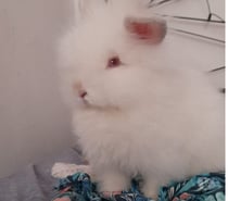 Se regalan Conejitos Cabeza de león