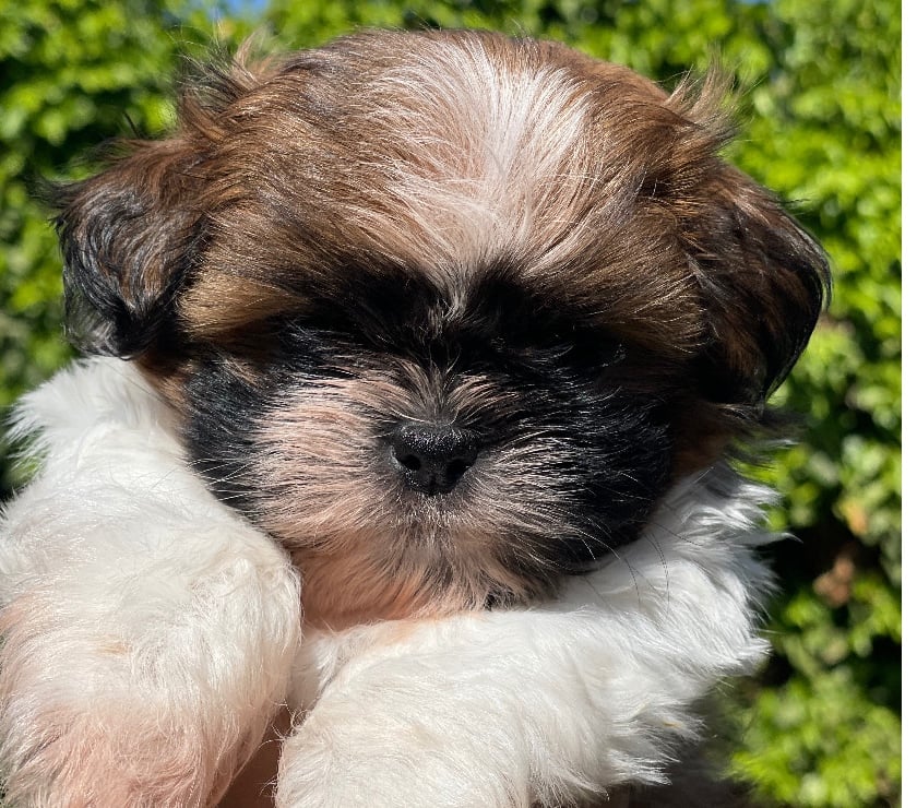 Cachorros Shih Tzu