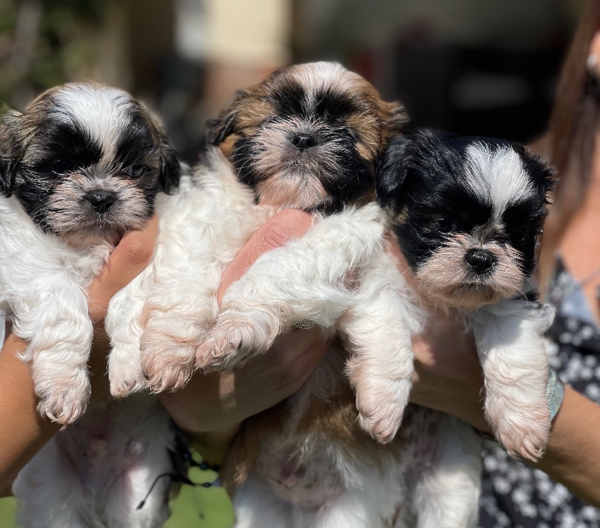 Gatos en Venta Santiago Peñalolén - Fotos de Cachorros Shih Tzu