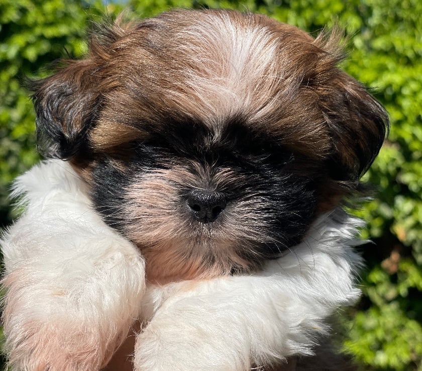 Cachorros Shih Tzu