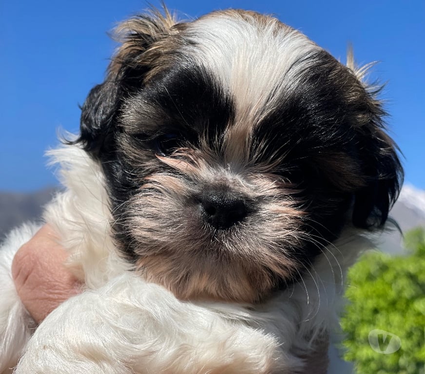 Gatos en Venta Santiago Peñalolén - Fotos de Cachorros Shih Tzu