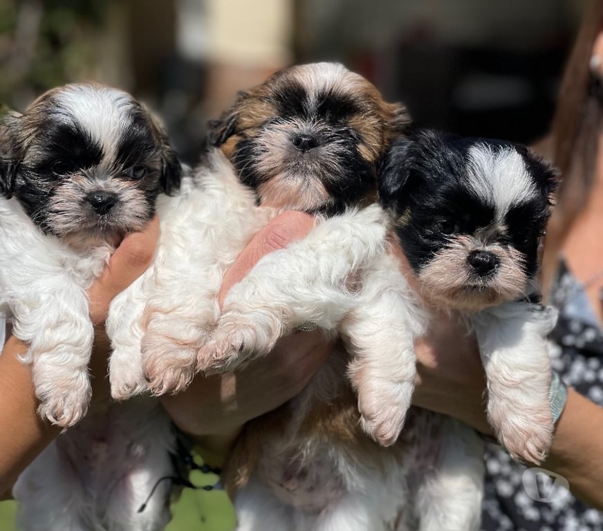 Gatos en Venta Santiago Peñalolén - Fotos de Cachorros Shih Tzu