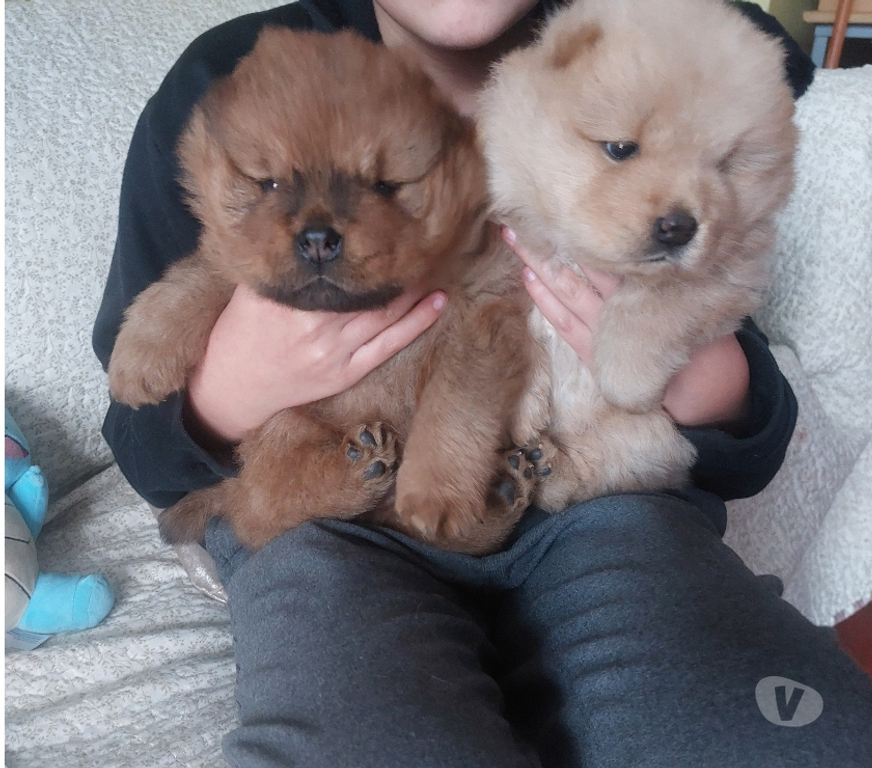 Gatos en Venta Valparaíso Villa Alemana - Fotos de Cachorros Chow chow