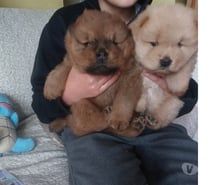 Cachorros Chow chow