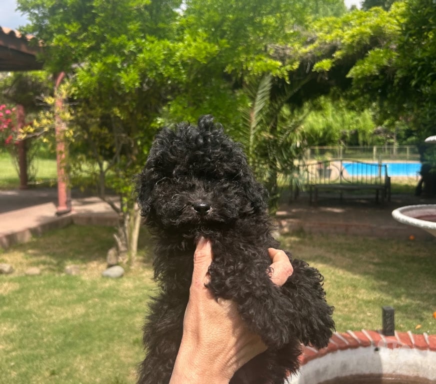 Gatos en Venta Santiago Las Condes - Fotos de Poodle Micro Toy 450.000
