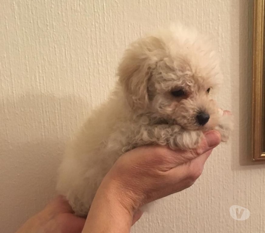 Gatos en Venta Santiago Las Condes - Fotos de Poodle Micro Toy