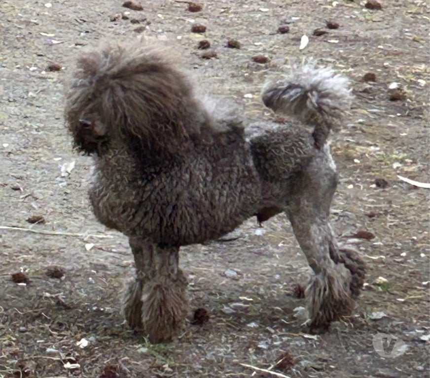 Gatos en Venta Santiago Las Condes - Fotos de Poodle Micro Toy 450.000