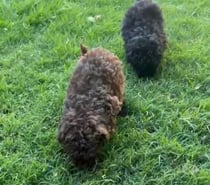 Poodle Micro Toy