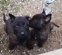 Pastor belga malinois
