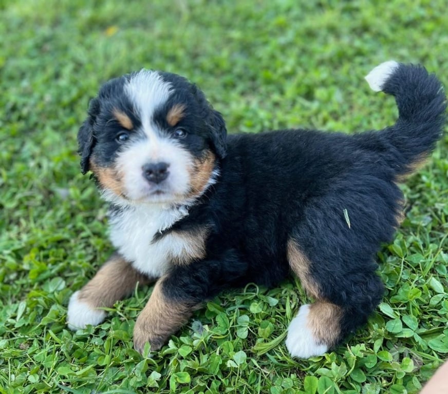 Gatos en Venta Maipo Calera de Tango - Fotos de Cachorros Boyero de Berna - vacunas + certificado vet