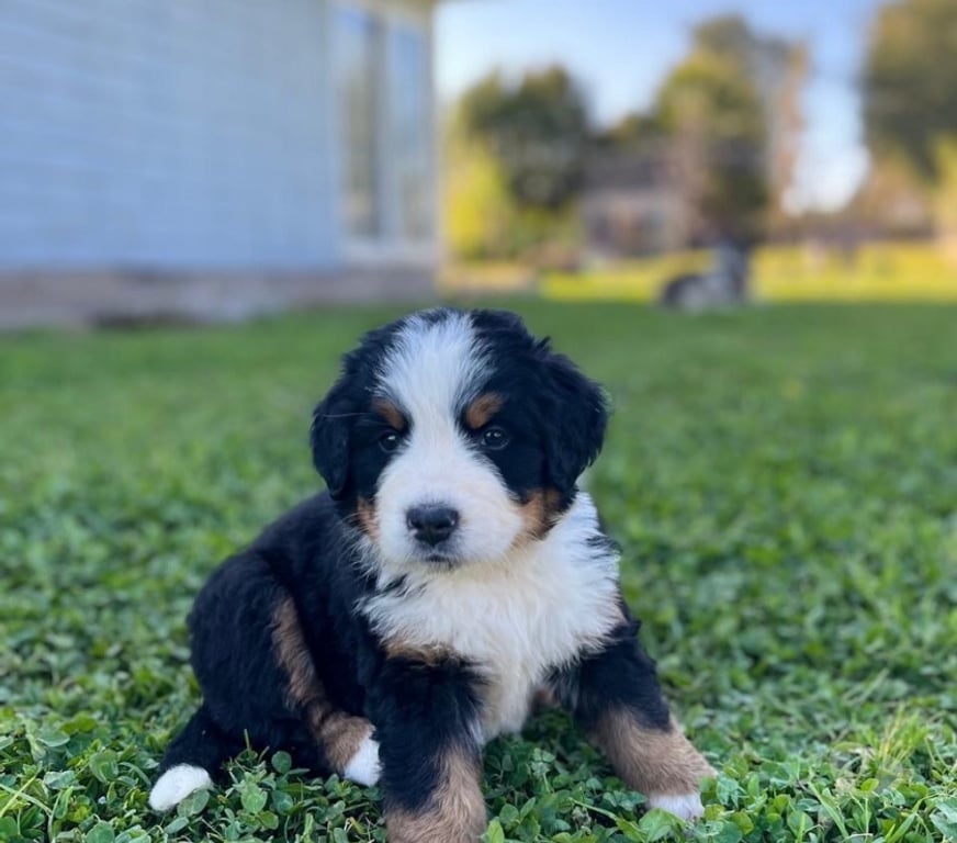 Gatos en Venta Maipo Calera de Tango - Fotos de Cachorros Boyero de Berna - vacunas + certificado vet