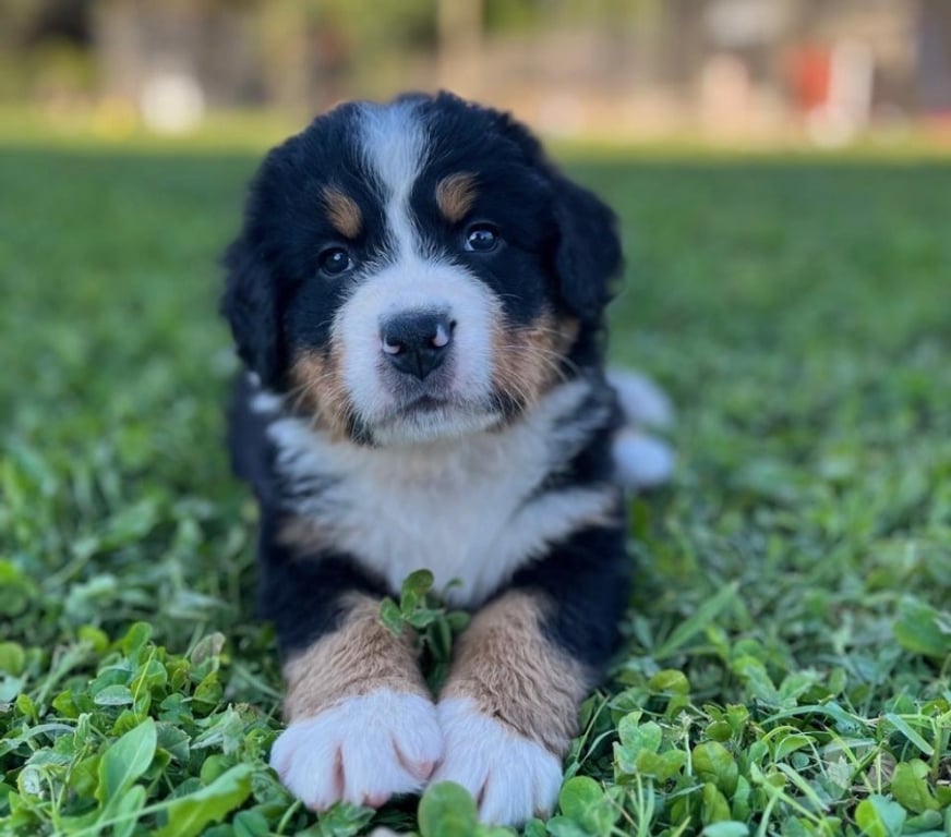 Gatos en Venta Maipo Calera de Tango - Fotos de Cachorros Boyero de Berna - vacunas + certificado vet