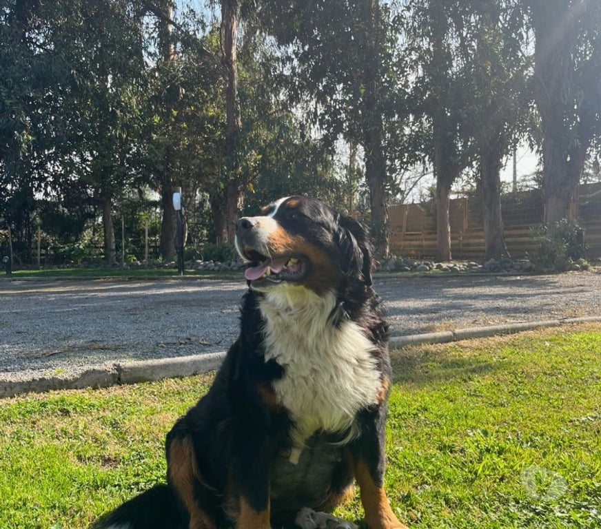 Gatos en Venta Maipo Calera de Tango - Fotos de Cachorros Boyero de Berna - vacunas + certificado vet
