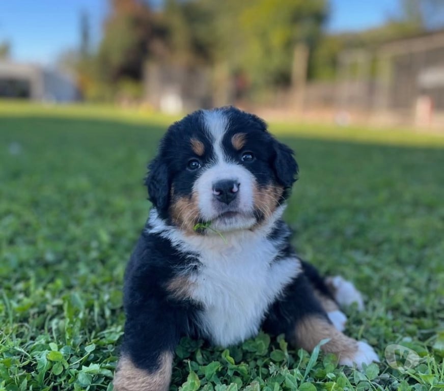 Gatos en Venta Maipo Calera de Tango - Fotos de Cachorros Boyero de Berna - vacunas + certificado vet
