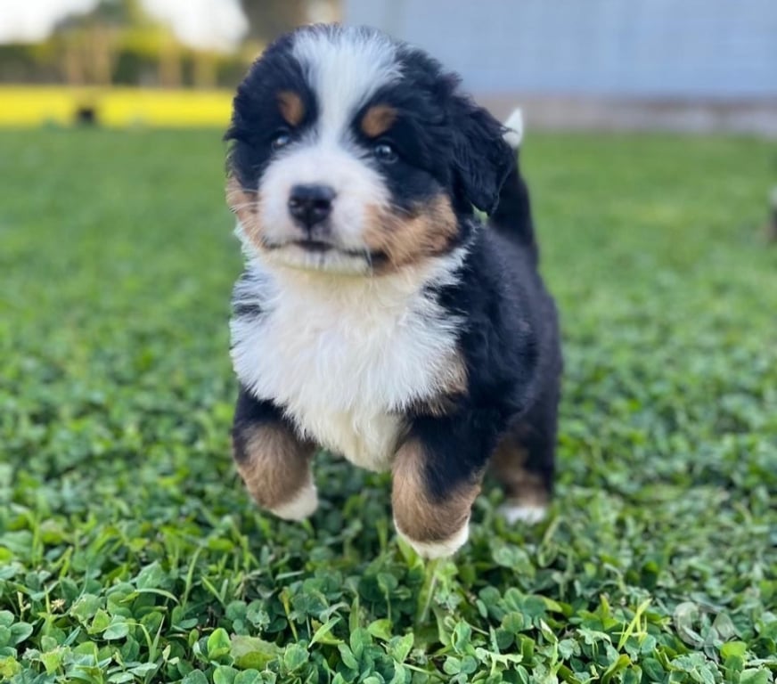 Gatos en Venta Maipo Calera de Tango - Fotos de Cachorros Boyero de Berna - vacunas + certificado vet