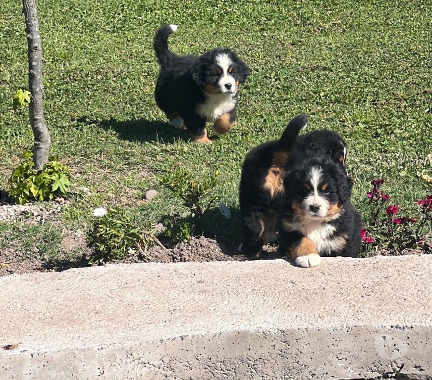 Gatos en Venta Maipo Calera de Tango - Fotos de Cachorros Boyero de Berna - vacunas + certificado vet