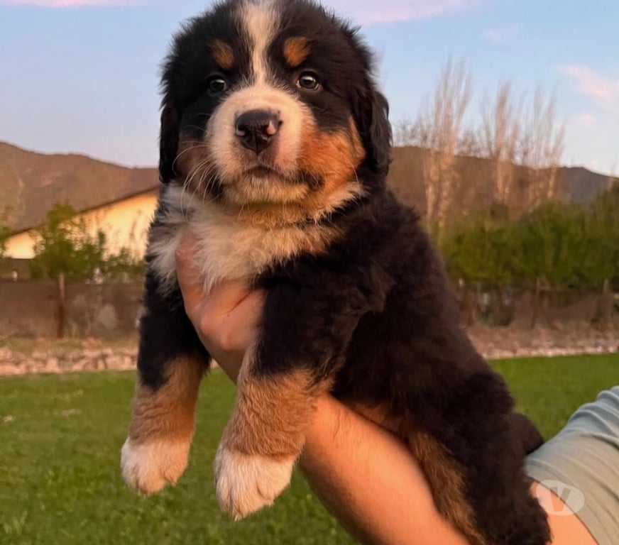 Gatos en Venta Maipo Calera de Tango - Fotos de Cachorros Boyero de Berna - vacunas + certificado vet