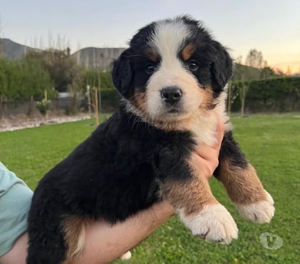 Gatos en Venta Calera de Tango Maipo - Fotos de Cachorros Boyero de Berna - vacunas + certificado vet
