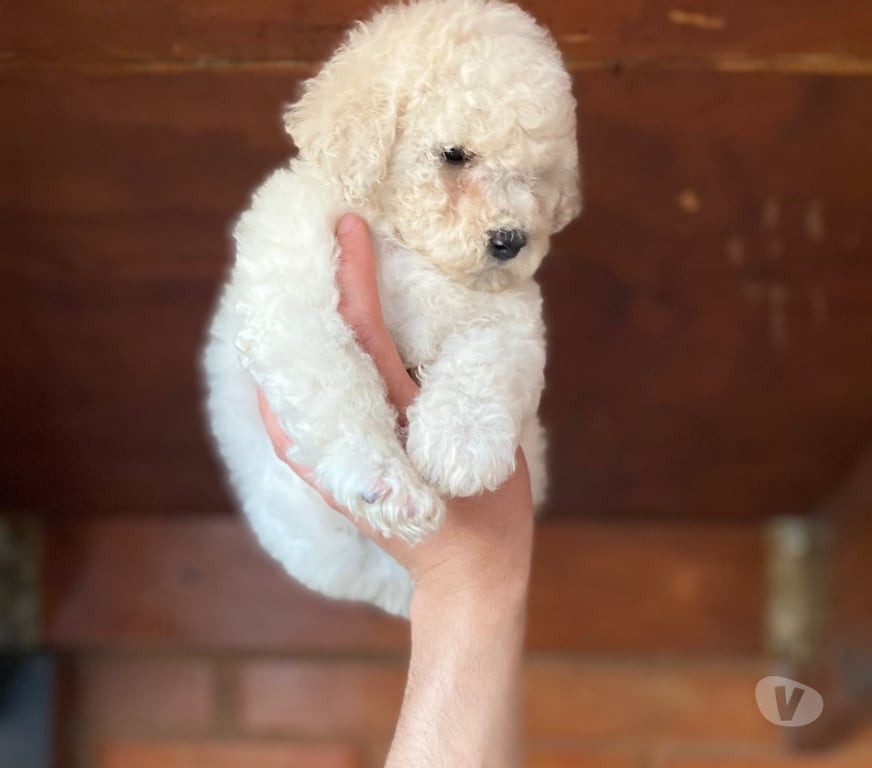 Gatos en Venta Santiago La Cisterna - Fotos de Hermosas poodle toys Hembritas