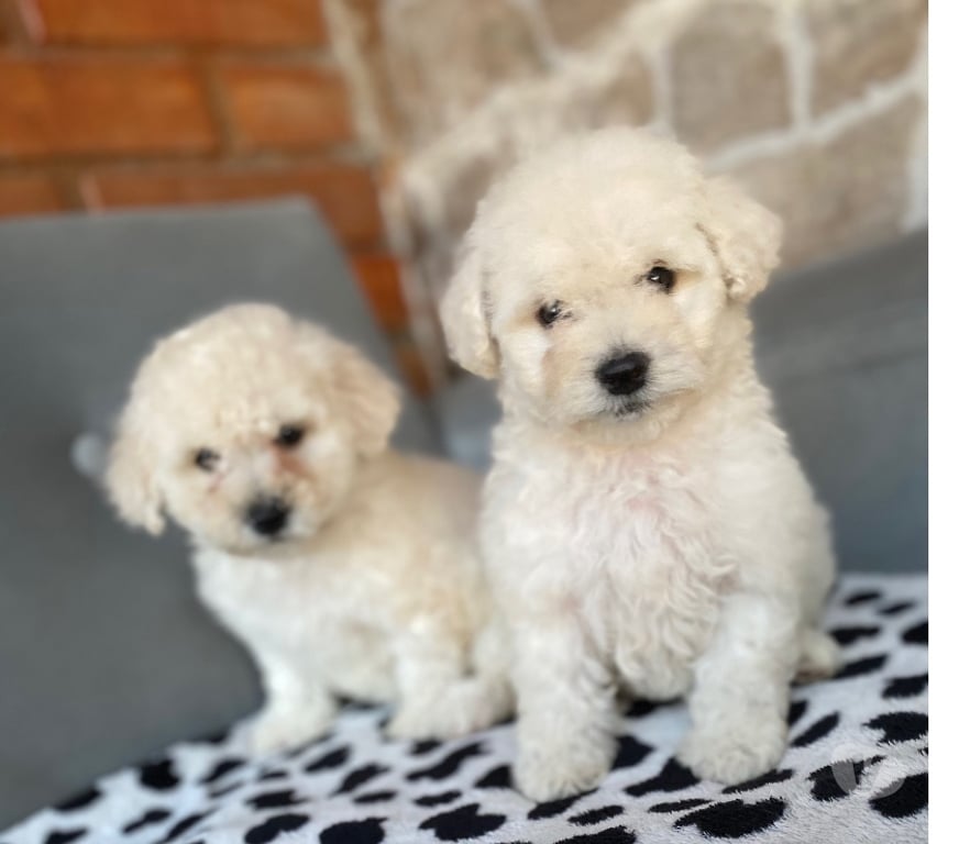 Gatos en Venta Santiago La Cisterna - Fotos de Hermosas poodle toys Hembritas