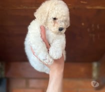 Hermosas poodle toys Hembritas