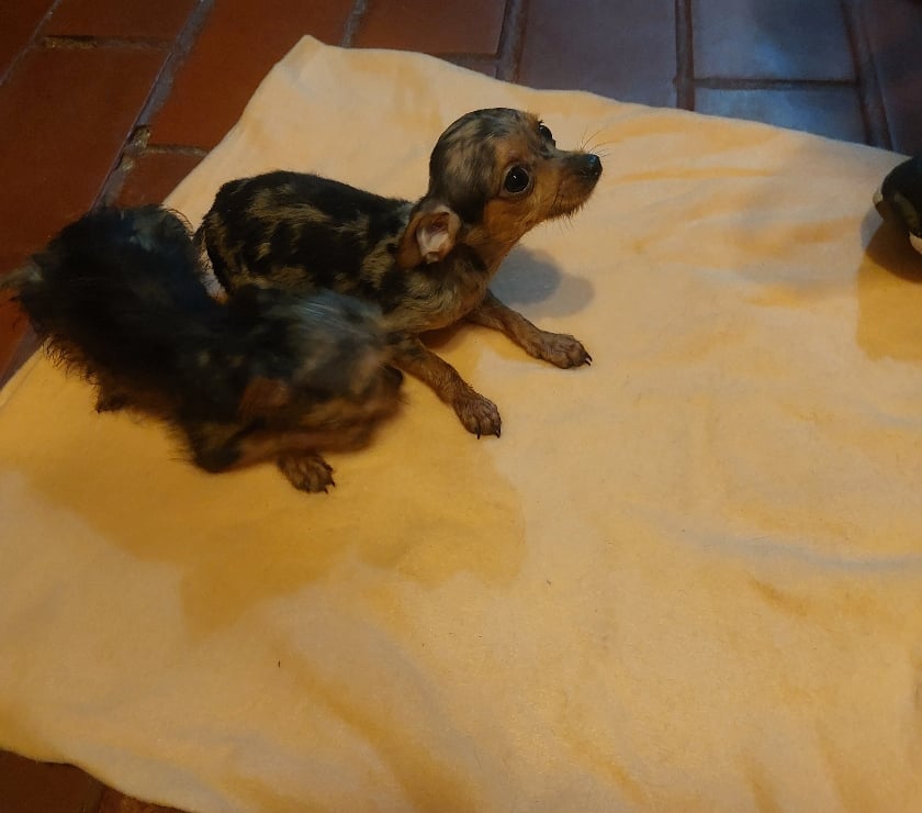 Venta de Mascotas Limache Quillota - Fotos de Cachorritos chihuahua