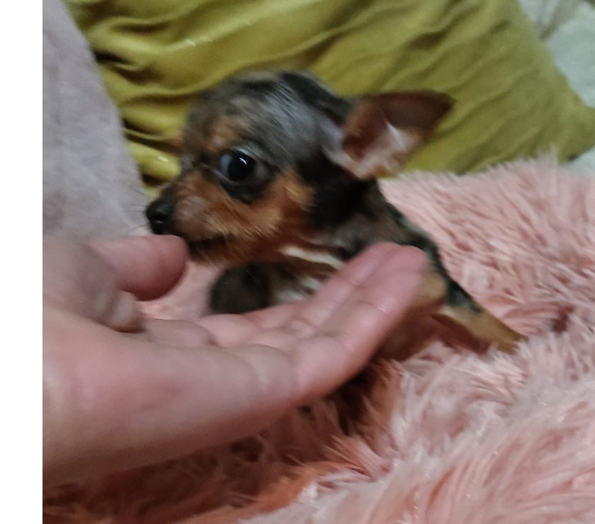 Gatos en Venta Quillota Limache - Fotos de Cachorritos chihuahua